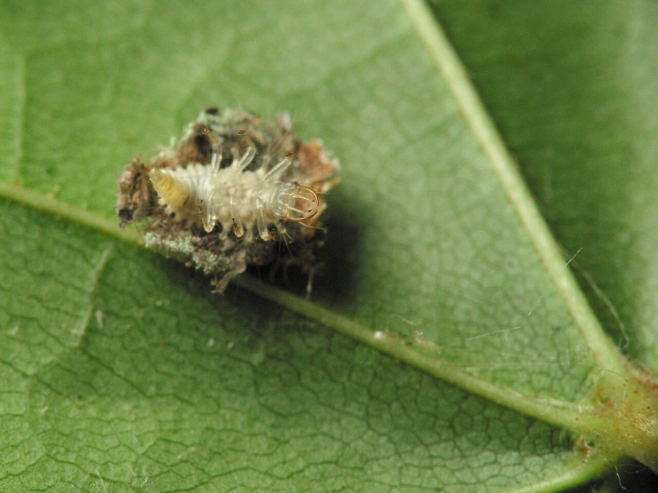 Chrysopidae-larva-4323.jpg
