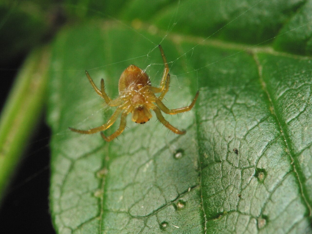 Araneae-4371.jpg
