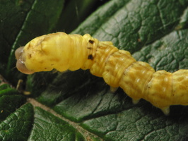 Thyatira batis caterpillar · rožinis pūkanugaris, vikšras