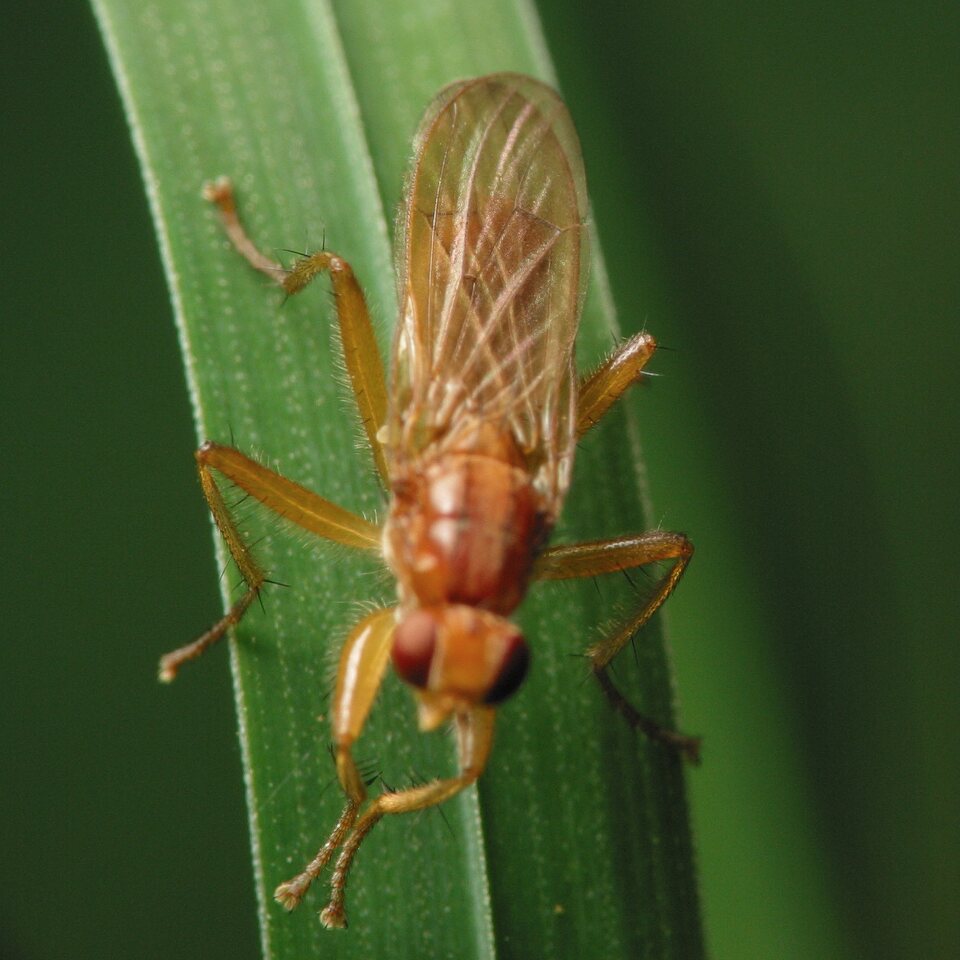 Diptera-4417.jpg