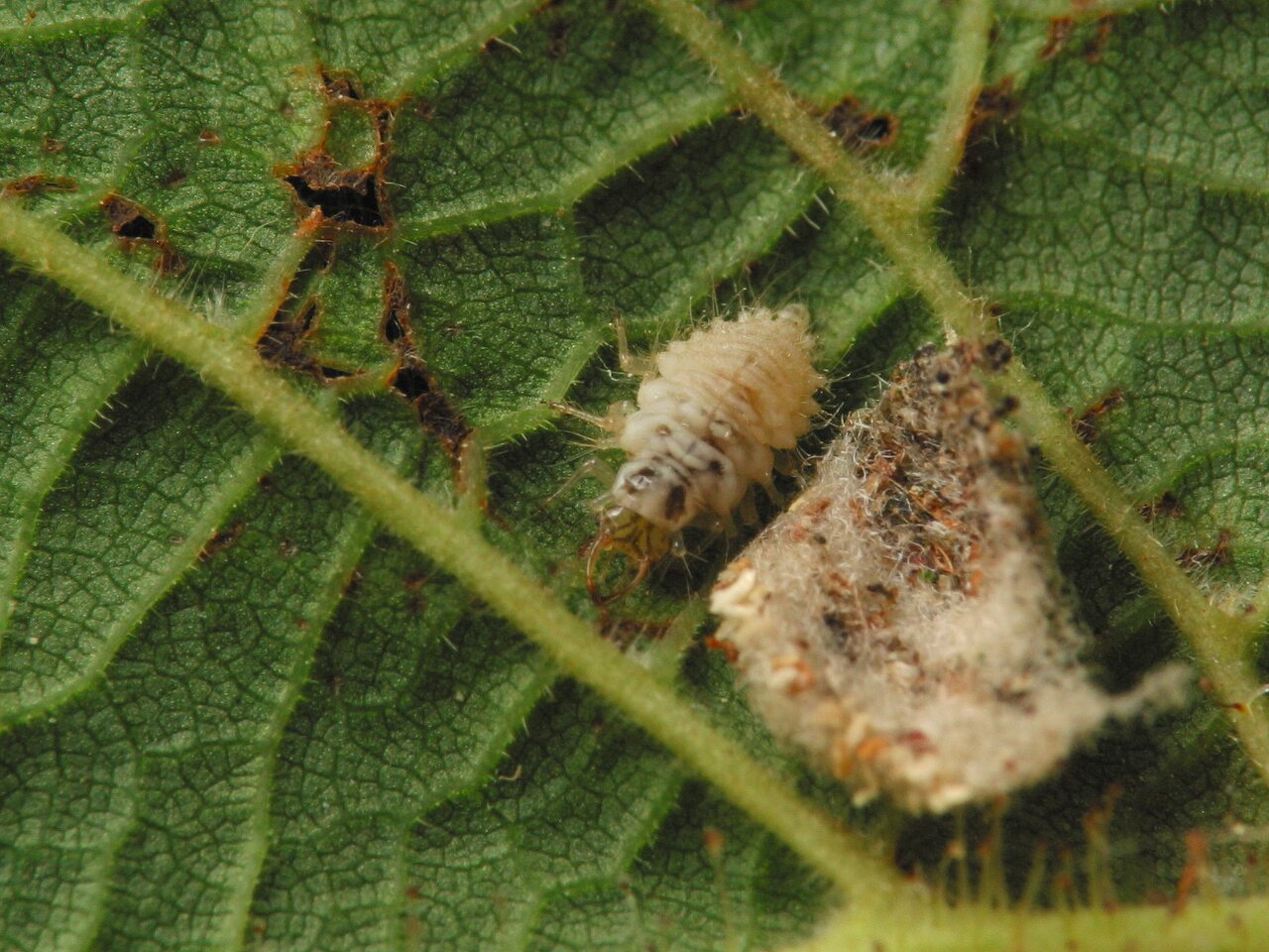 Chrysopidae-larva-4450.jpg
