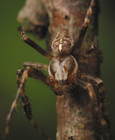 Araneus diadematus male · paprastasis kryžiuotis ♂