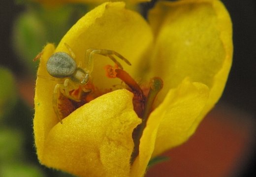Misumena vatia juvenile · geltonasis žiedvoris, jauniklis