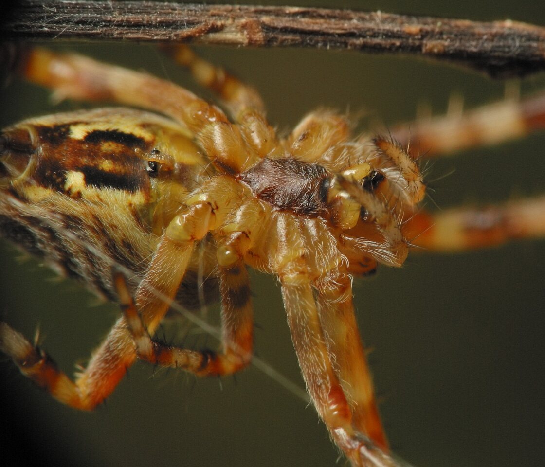 Araneus-diadematus-4602.jpg