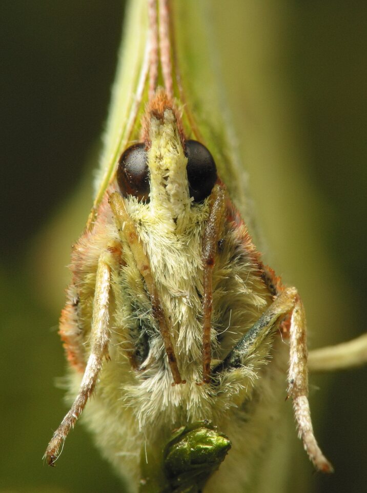 Gonepteryx rhamni · citrinukas