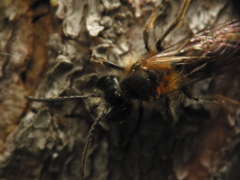 Andrena fulva male · rūdžiagaurė smėliabitė ♂