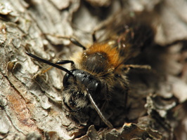 Andrena fulva · rūdžiagaurė smėliabitė