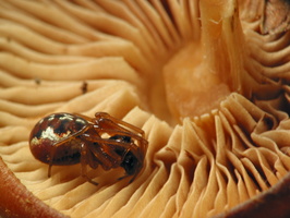 Pachygnatha listeri male · rausvasis gūžokas ♂
