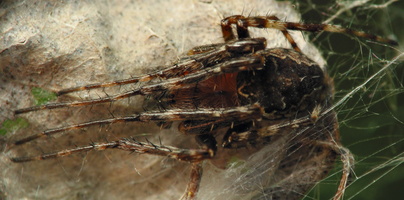 Larinioides patagiatus · pleištadėmis žnypliavoris