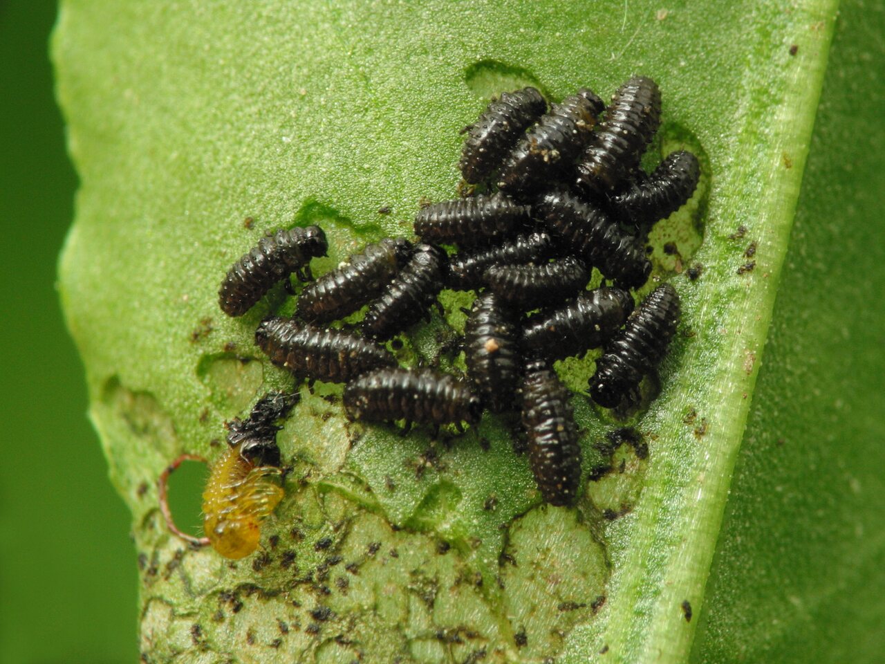 Chrysomelidae-larvae-6071.jpg