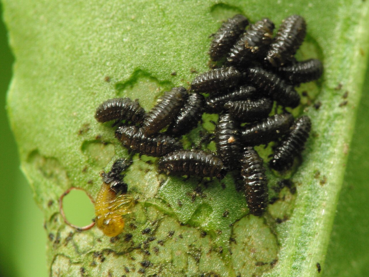 Chrysomelidae-larvae-6072.jpg