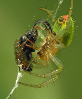 Araniella cucurbitina female with prey · raudondėmis voriukas ♀