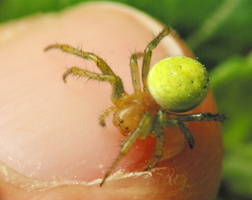Araniella cucurbitina female · raudondėmis voriukas ♀