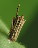 Psyche casta larva case · mažoji psychė, vikšro namelis