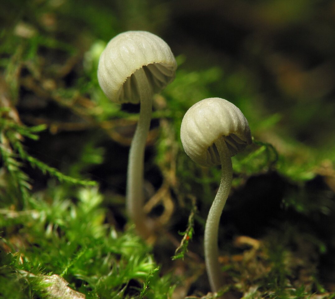 fungi-6498.jpg