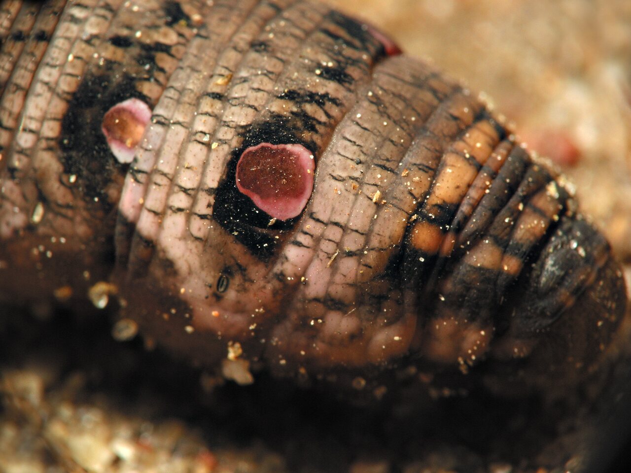 Deilephila-elpenor-larva-6530.jpg