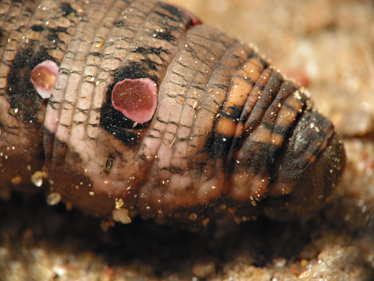 Deilephila-elpenor-larva-6531.jpg