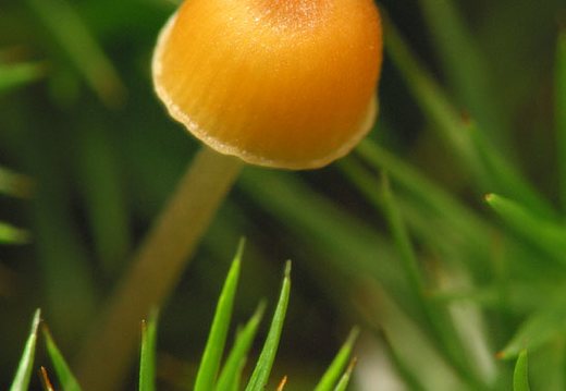 Rickenella fibula · oranžinė laibūnėlė