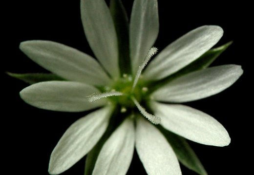 Stellaria palustris · pelkinė žliūgė