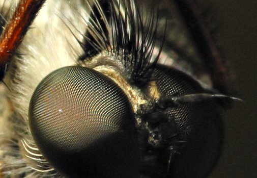Asilidae eyes · musė plėšrūnė, akys