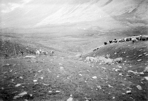 Armėnija · 130 avys