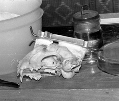 biofizikų laboratorijos 85-89 · kaukolė, fiksavimo įtaisas regos neuronų tyrimo eksperimentams