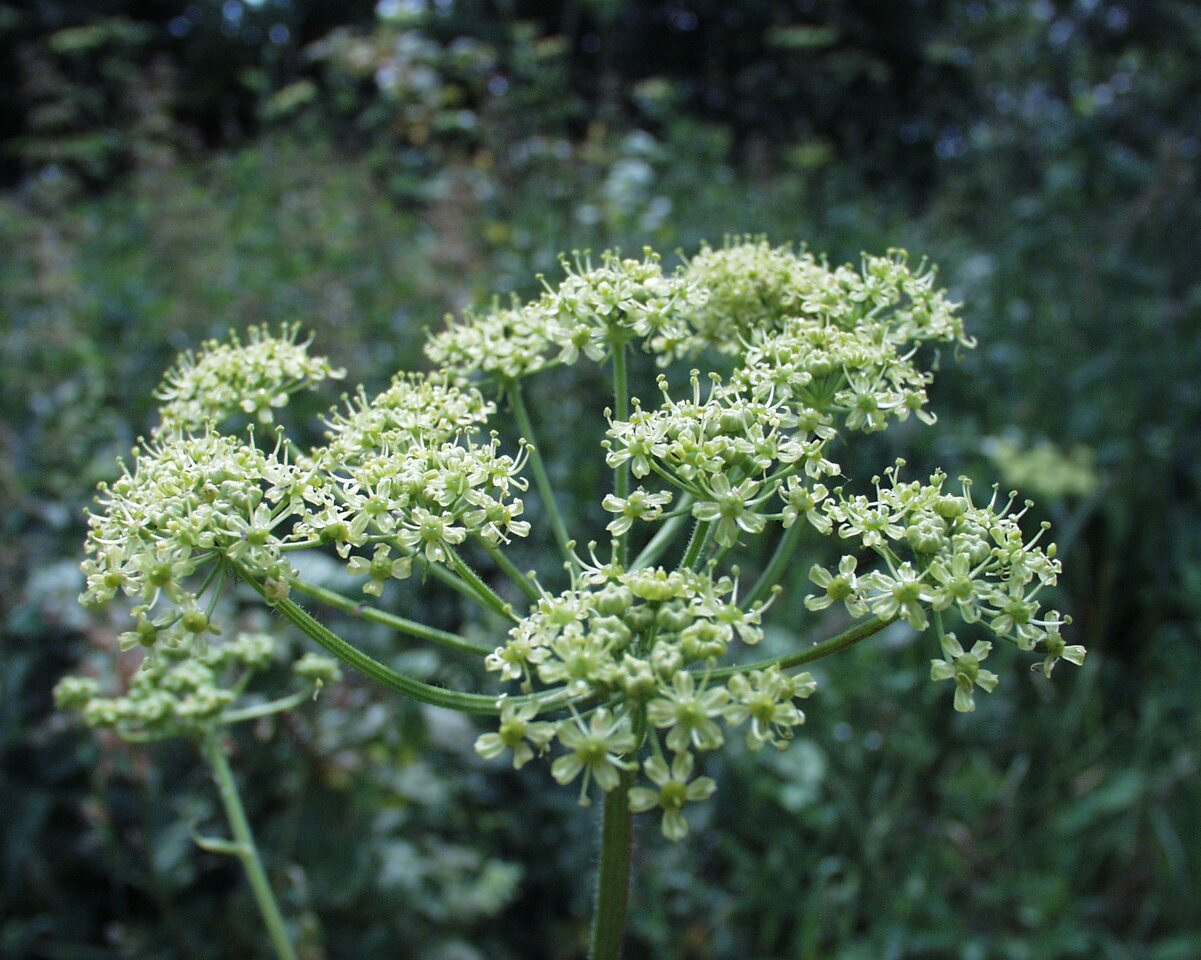 Apiaceae-P6230094.jpg