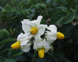 Solanum tuberosum · valgomoji bulvė