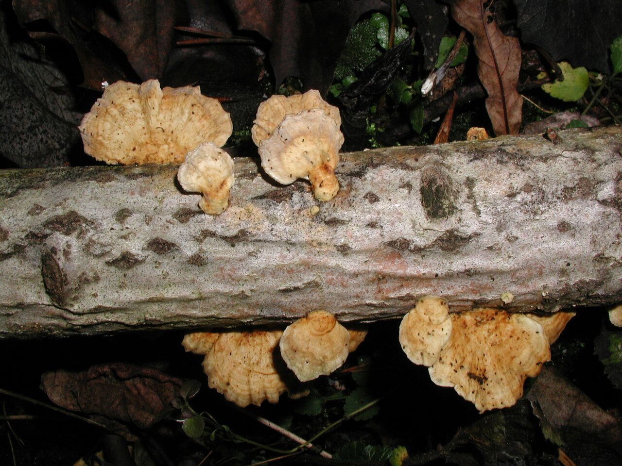 fungi-PB180090.jpg