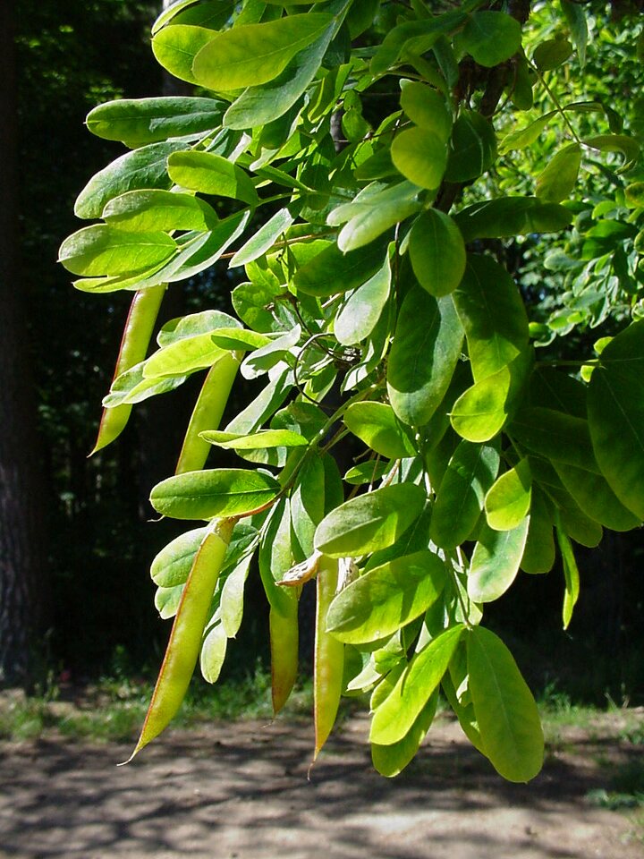Caragana arborescens · paprastoji karagana