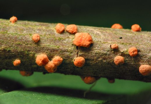 Nectria cinnabarina · paprastasis raudonspuogis