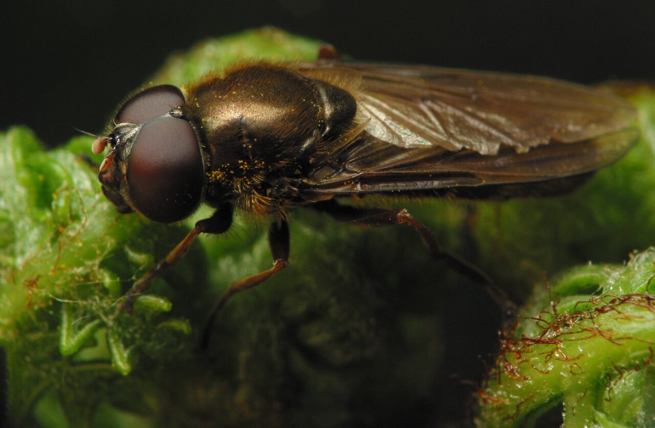 Syrphidae · žiedmusės