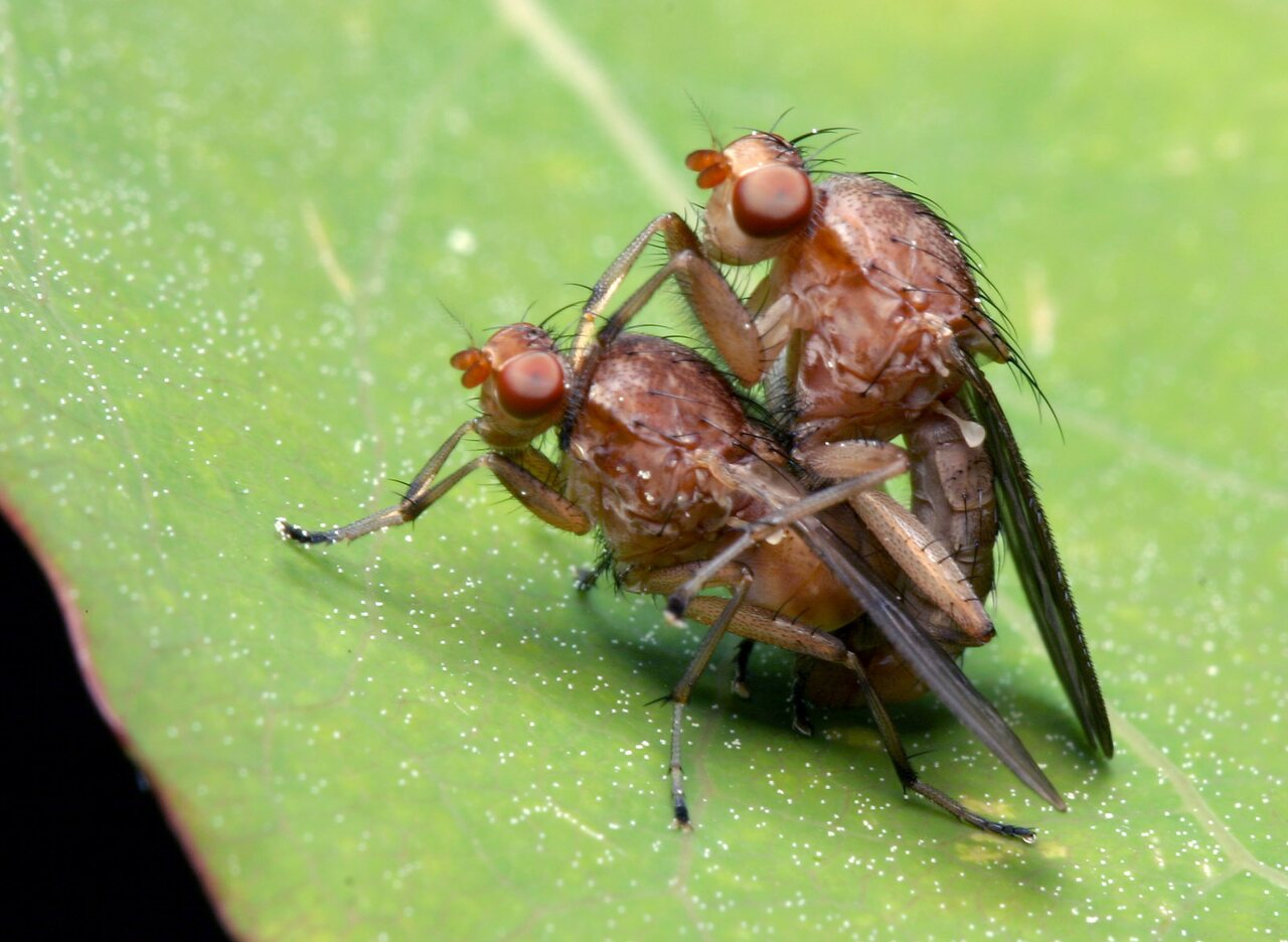 Diptera-7837.jpg