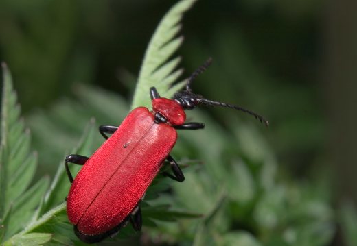 Pyrochroa coccinea · paprastasis raudonvabalis