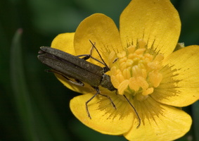 Oedemera virescens female · laibavabalis ♀