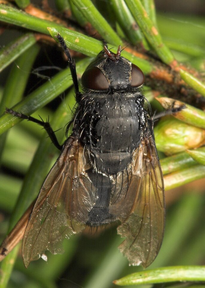 Diptera-7971.jpg