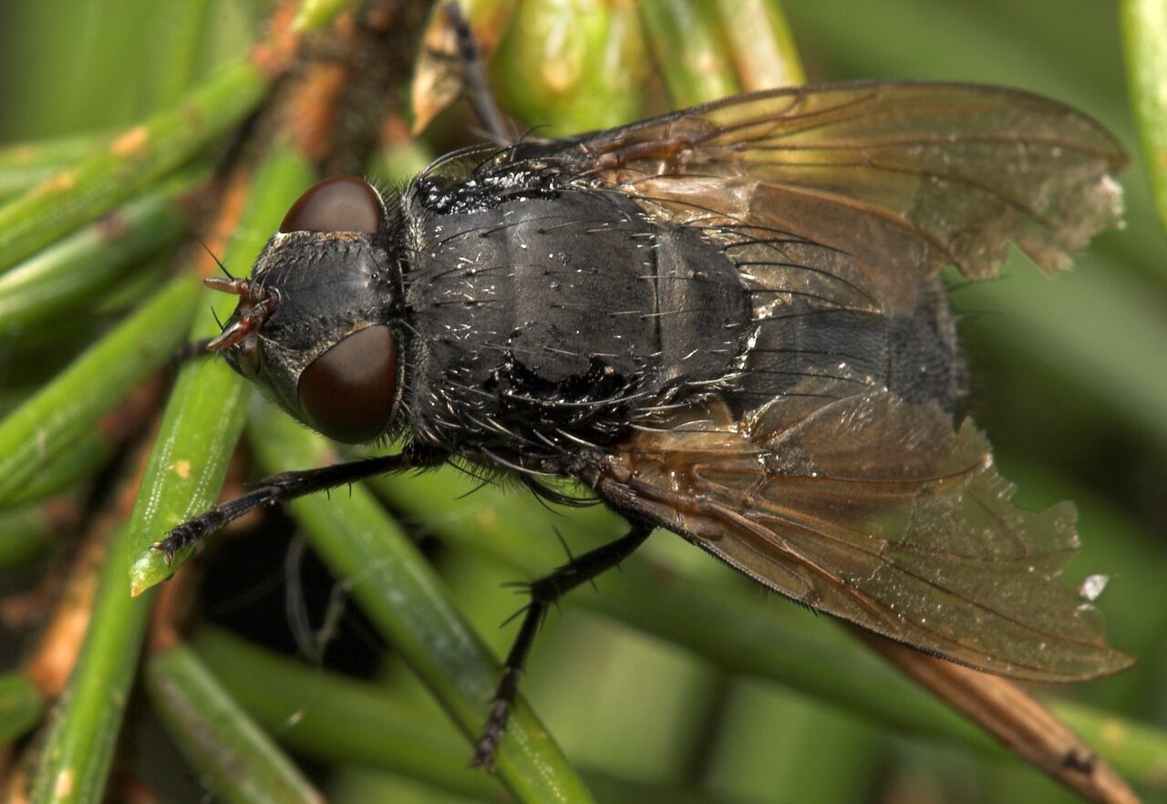 Diptera-7972.jpg