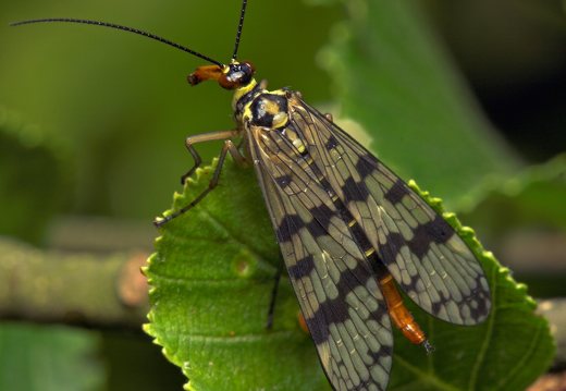 Panorpa communis female · paprastoji skorpionmusė ♀