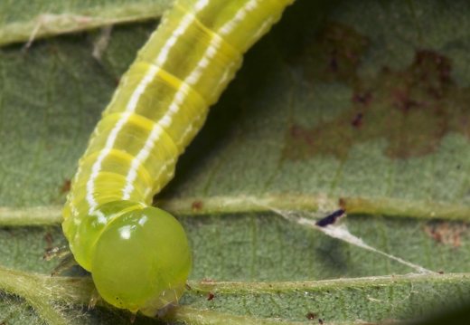 Ptilophora plumigera caterpillar · rudeninis kuoduotis, vikšras