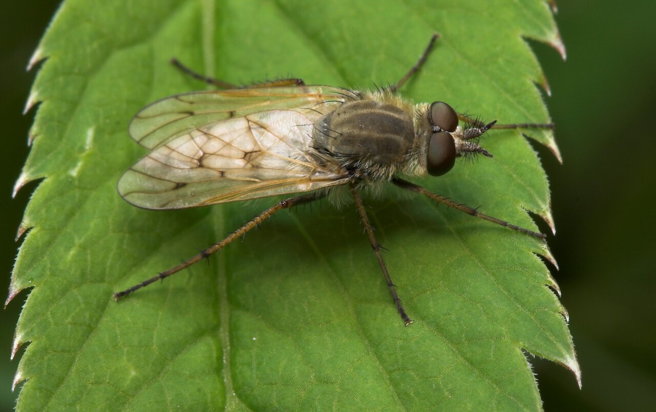 Diptera-8062.jpg
