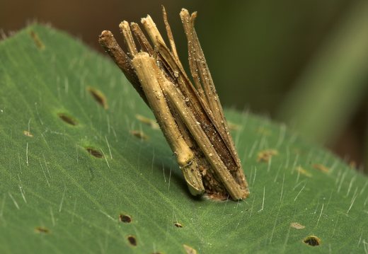 Psyche casta larva case · mažoji psychė, vikšro namelis