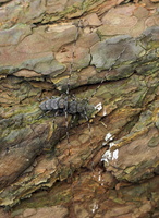 Acanthocinus aedilis mating · ilgaūsis pušiagraužis poruojasi