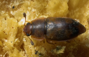 Epuraea pallescens · žvilgiavabalis