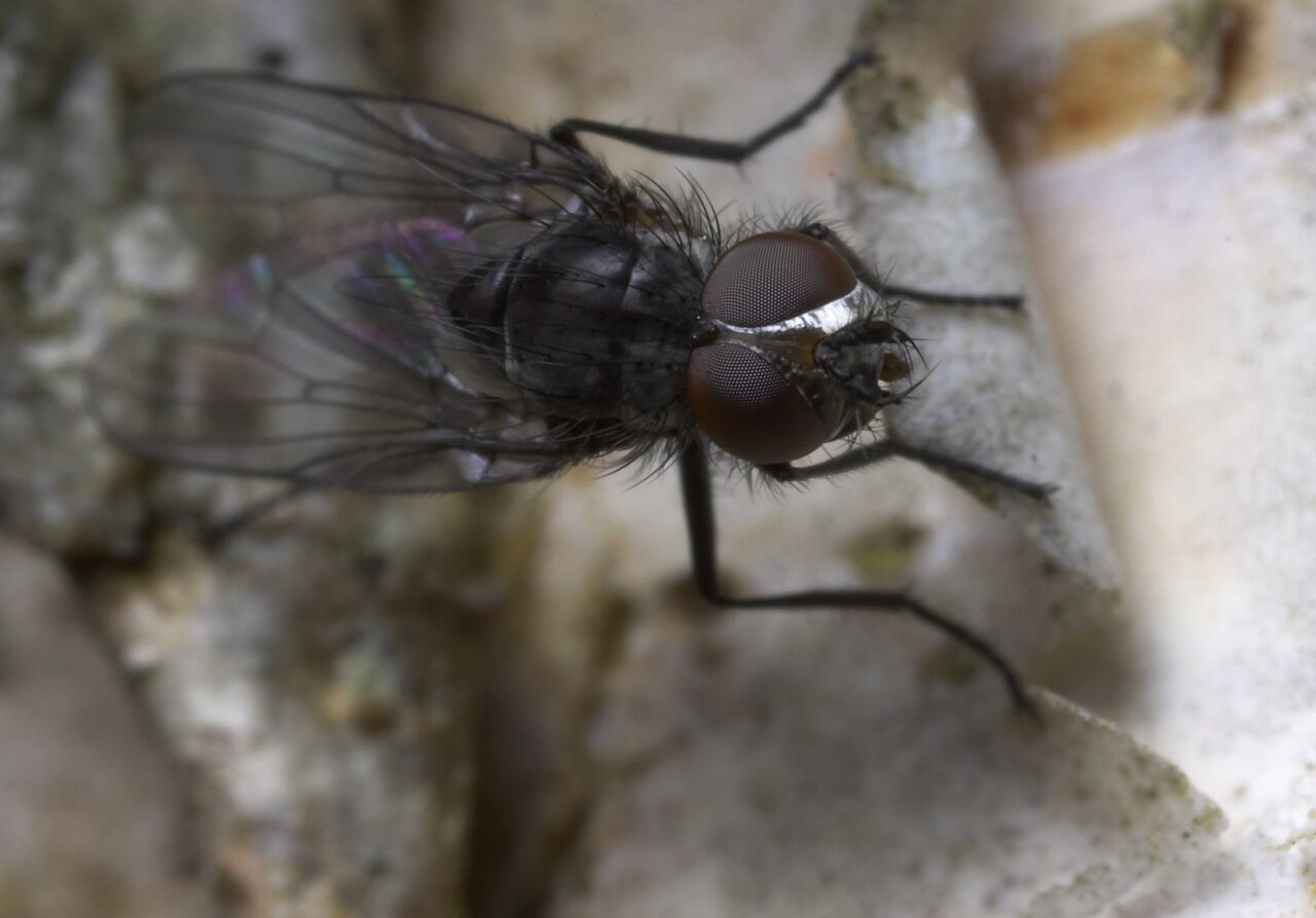 Diptera-8807.jpg