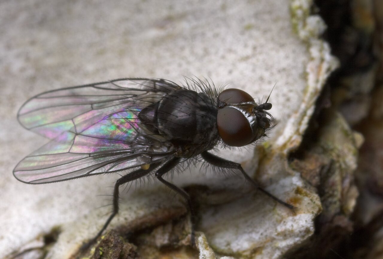 Diptera-8808.jpg