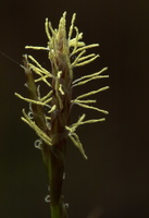 Carex digitata · pirštuotoji viksva