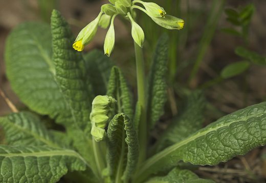 Primula veris · pavasarinė raktažolė