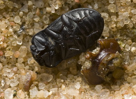 Melanimon tibialis · šlaitinis juodvabalis