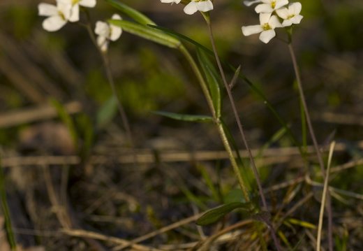 Arabidopsis arenosa · smiltyninis skamainis
