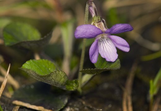 Viola odorata · kvapioji našlaitė